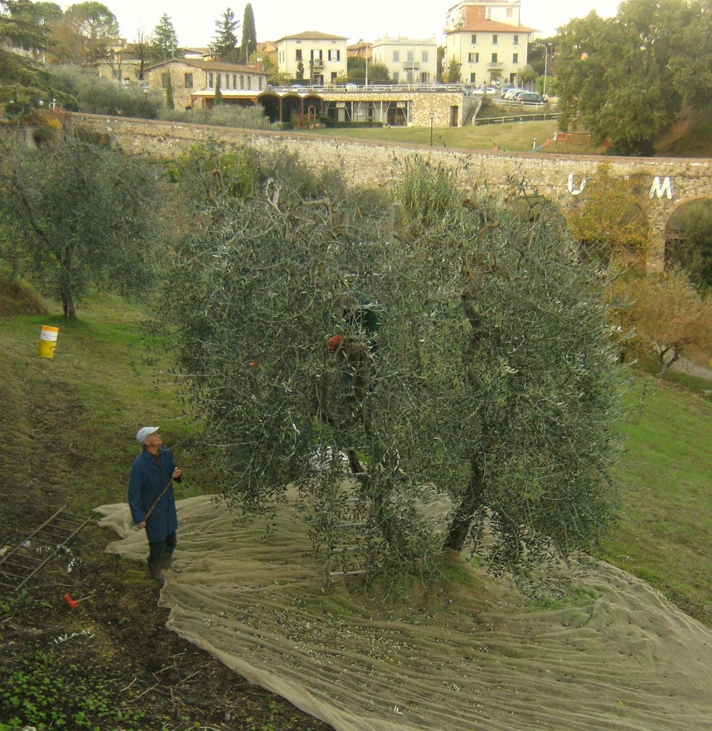 Italy - Colle di Val dElsa - Olive Harvest (997x1024)