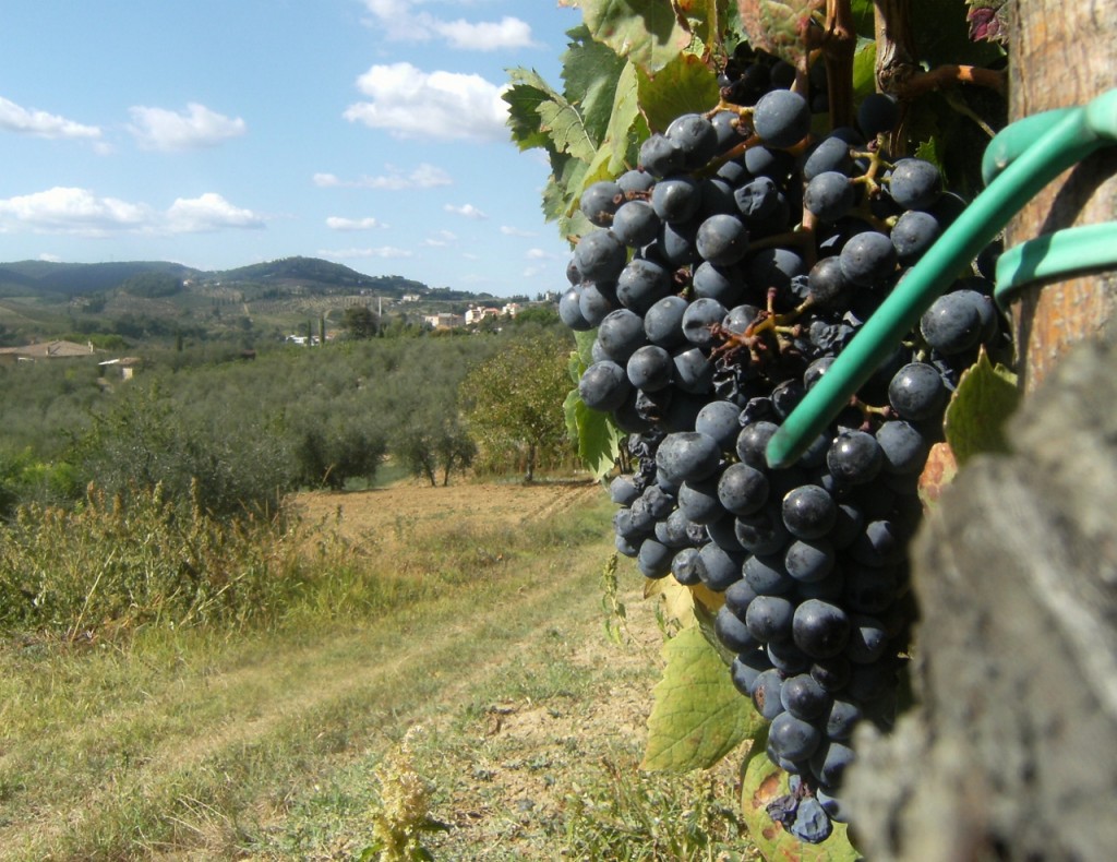 Italy - San Gimignano - Vines - 1 (1280x987)