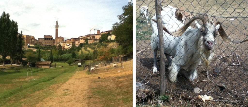 Italy - Siena - Orto de Pecci - 6